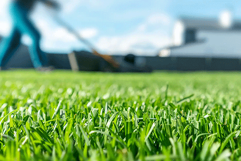 Gazon tondue dans un jardin