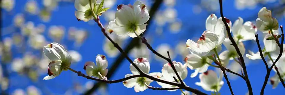 arbre a fleurs blanches