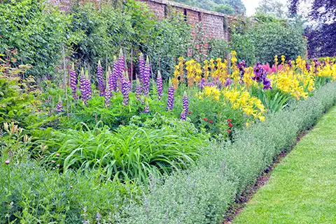 Jardin avec des fleurs colorés