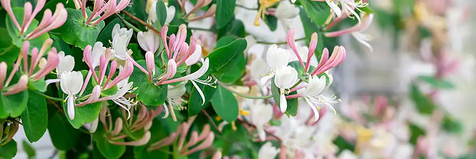 Chèvrefeuille en fleur