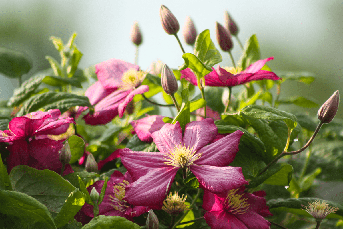 clematite